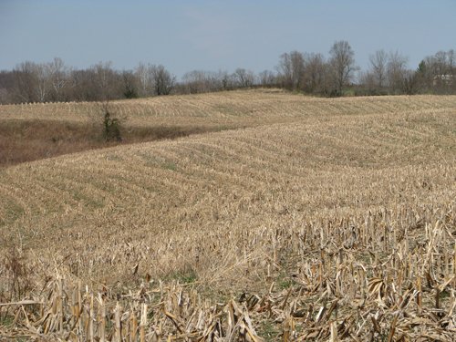 Property photo 16 - 137 Acres in 2 Tracts - 64 Tillable Acres, Potential Building Sites, Hunting